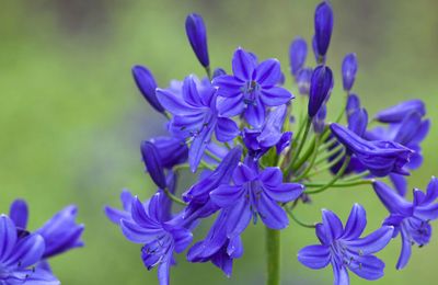 How to grow agapanthus and best varieties